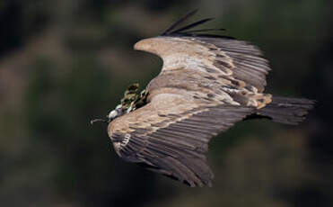 Vautour fauve