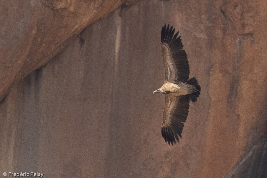 Indian Vulture