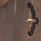 Vautour indien