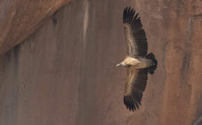 Indian Vulture