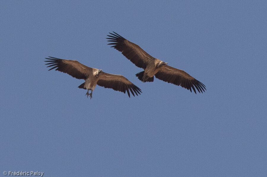 Indian Vulture