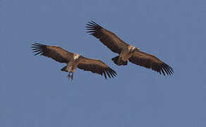 Indian Vulture