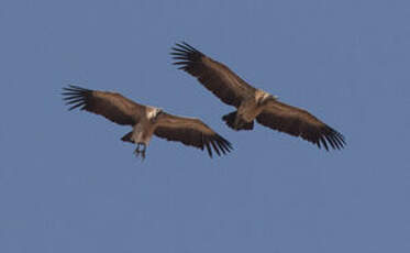 Vautour indien