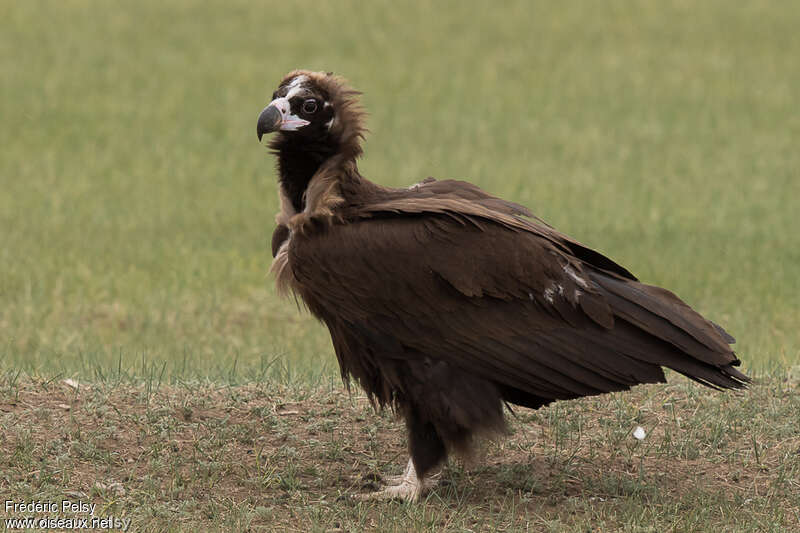 Cinereous Vulturejuvenile, identification