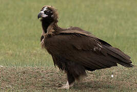 Cinereous Vulture