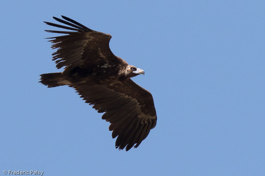 Cinereous Vulture, Flight