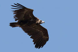 Cinereous Vulture