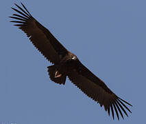 Cinereous Vulture