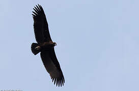 Cinereous Vulture