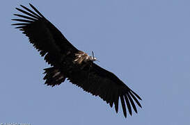 Cinereous Vulture