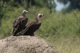 Lappet-faced Vulture