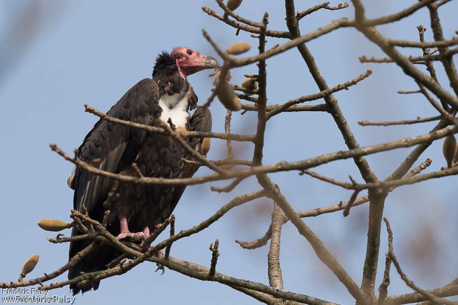 Vautour royal femelle adulte, identification