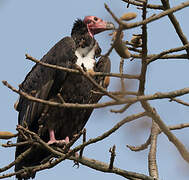 Red-headed Vulture