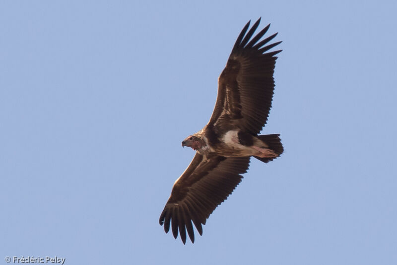 Red-headed Vulture, Flight