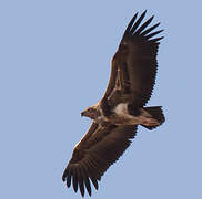 Red-headed Vulture