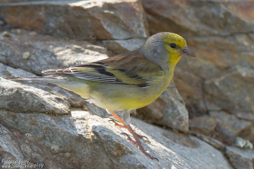 Venturon corse mâle adulte nuptial, pigmentation