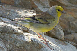 Corsican Finch