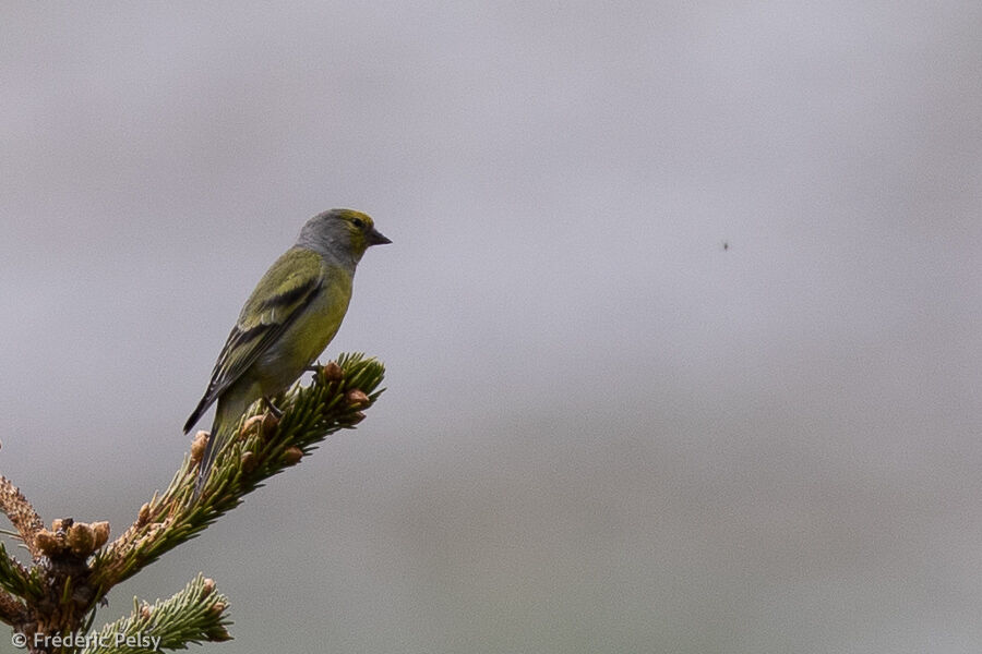 Citril Finch male adult