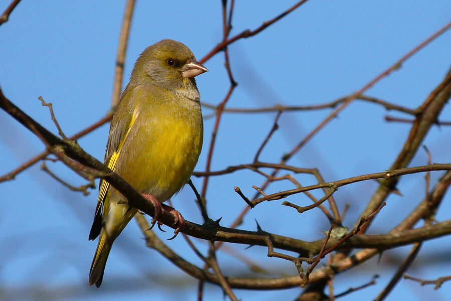 European Greenfinch male adult