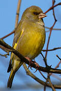 European Greenfinch