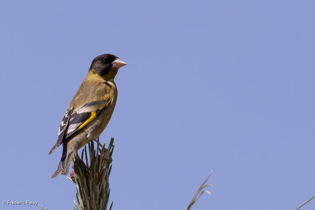 Black-headed Greenfinch