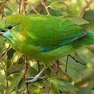 Verdin à ailes bleues