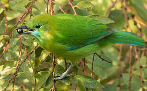 Blue-winged Leafbird