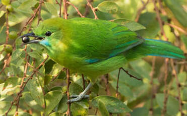 Verdin à ailes bleues