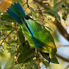 Verdin à ailes bleues