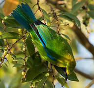 Blue-winged Leafbird