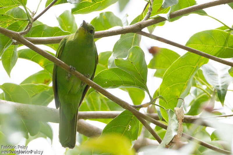 Verdin à ailes jaunesadulte