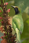 Verdin à front d'or