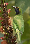 Golden-fronted Leafbird