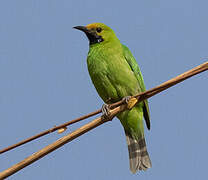 Golden-fronted Leafbird