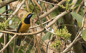 Orange-bellied Leafbird