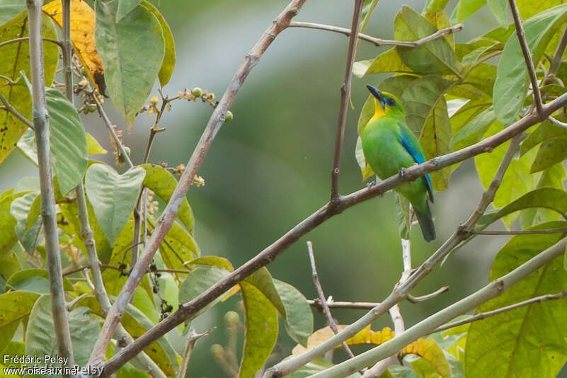 Verdin de Palawanadulte