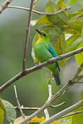 Yellow-throated Leafbird