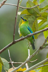 Verdin de Palawan