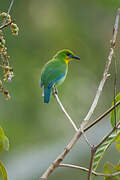 Yellow-throated Leafbird