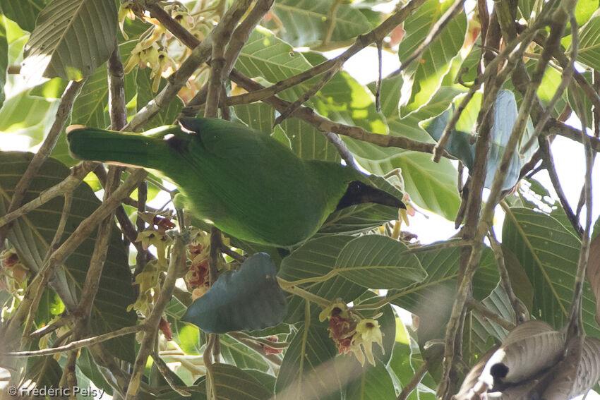 Greater Green Leafbird male adult, identification