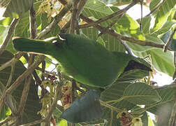 Greater Green Leafbird