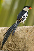 Pin-tailed Whydah