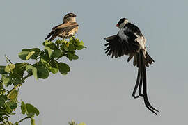 Pin-tailed Whydah