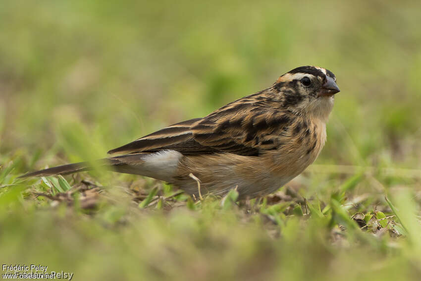 Pin-tailed Whydah female adult breeding, identification