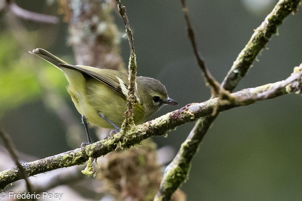 Yellow-winged Vireo