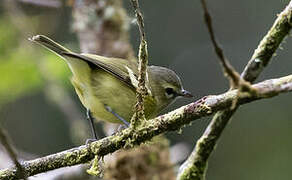 Yellow-winged Vireo