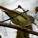 Viréo à calotte brune