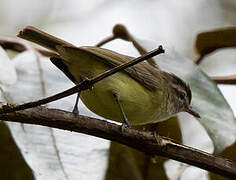 Brown-capped Vireo