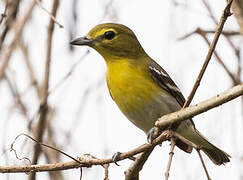 Yellow-throated Vireo