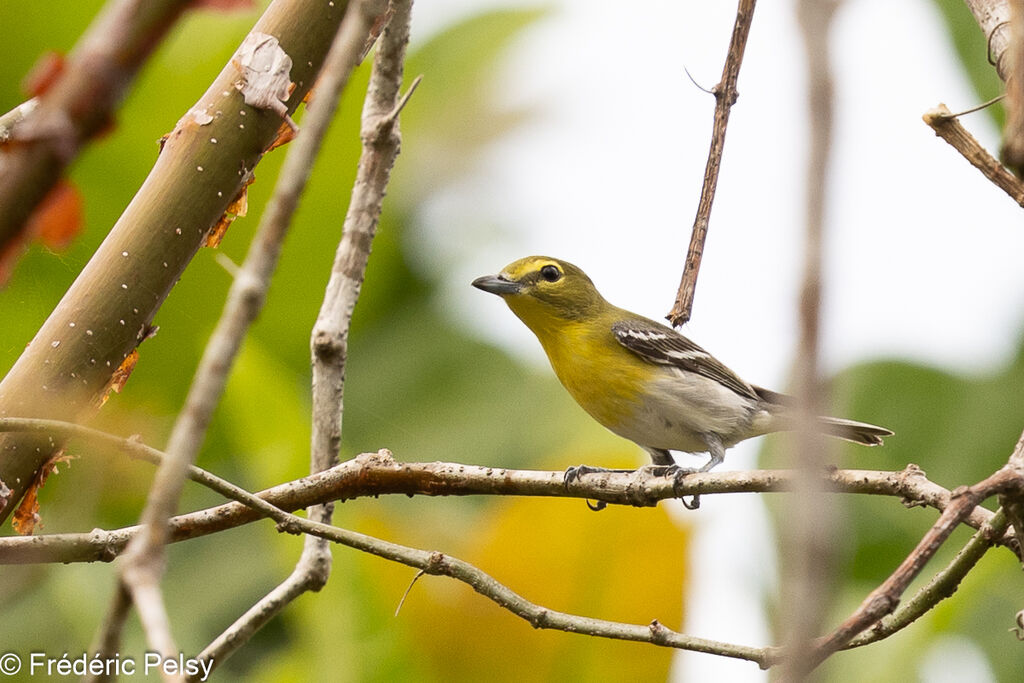 Viréo à gorge jaune